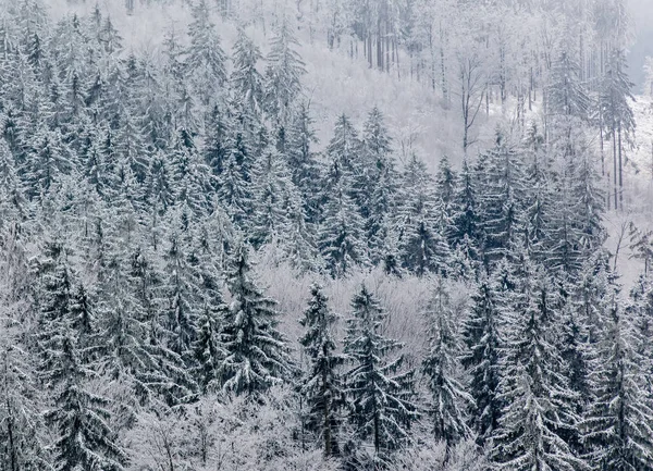 Luc fák a hóban, Lengyelország, Sudetes — Stock Fotó