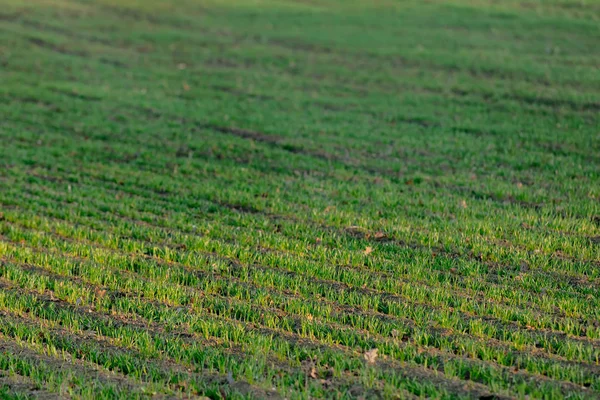 Rows of wheat seedlings in December, Poland — 스톡 사진