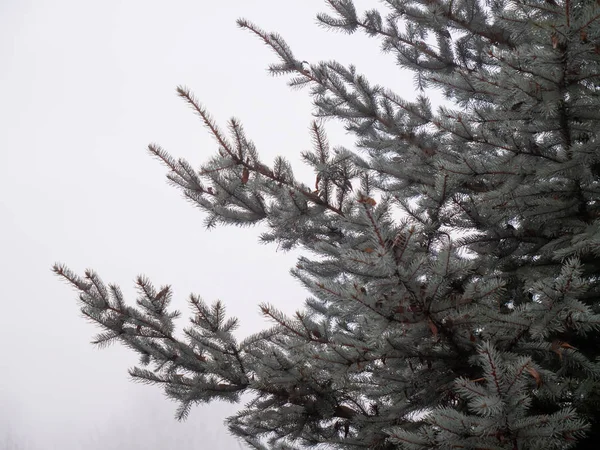 Closeup view on branches of blue spruce — 스톡 사진