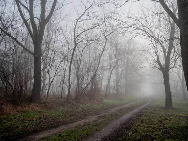 Feldweg in Nebelzeit im Dezember — Stockfoto