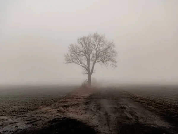 Lonely tree by the road and field during fog — Stock Photo, Image