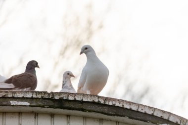 Çatıda bir grup güvercin var.