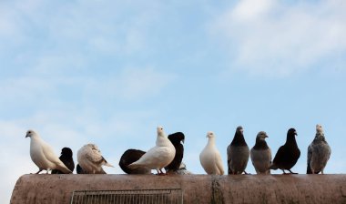 Çatıda bir grup güvercin var.
