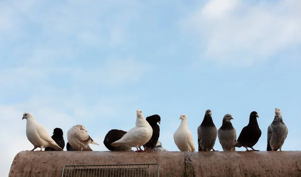 屋根には空母ハトが群がっています — ストック写真