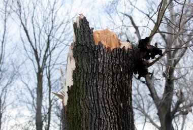 Sonra bir kasırga kırık ağaç