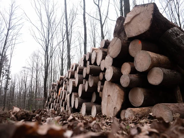 Kışın ormanda taze odunlar. — Stok fotoğraf