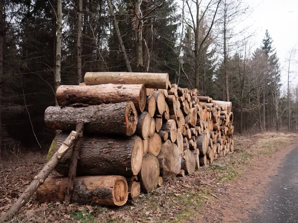 Kışın ormanda taze odunlar. — Stok fotoğraf