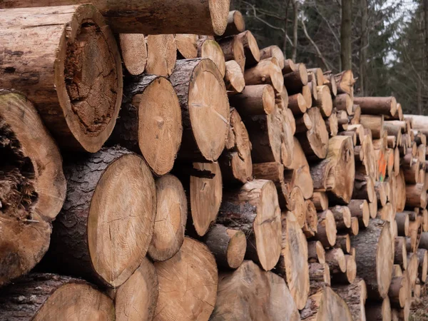 Verse stammen in een bos in de winter — Stockfoto