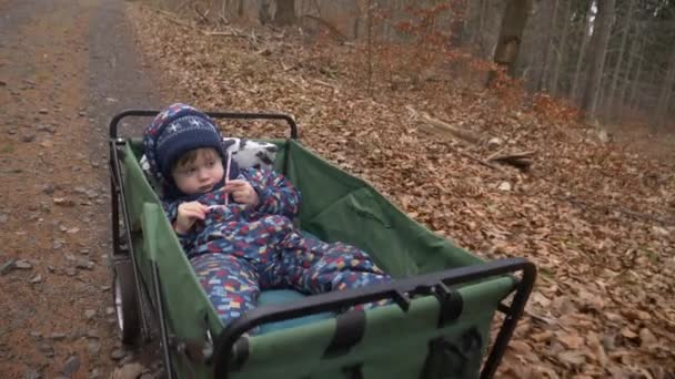 小さな幼児の男の子は森の中のベビーカーで乗るのを楽しむ — ストック動画