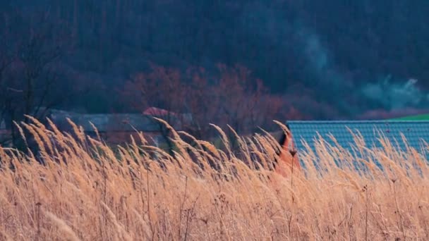 Blick Auf Rohr Eines Hauses Mit Rauch Dorf — Stockvideo