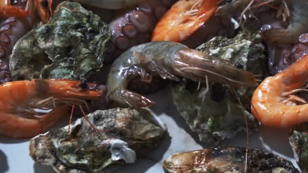Ústřice Chobotnice Krevety Stole — Stock video
