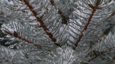 Kar yağar ve ladin dallarına yapışır.