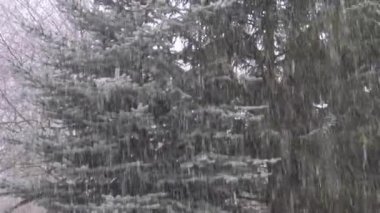 Kar yağar ve ladin dallarına yapışır.