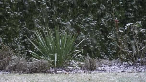 雪は庭の茂みや木に落ち — ストック動画