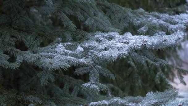 Snow Falls Sticks Branches Spruce — Stock Video
