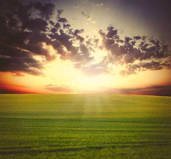 Вид Зеленое Пшеничное Поле Закате — стоковое фото