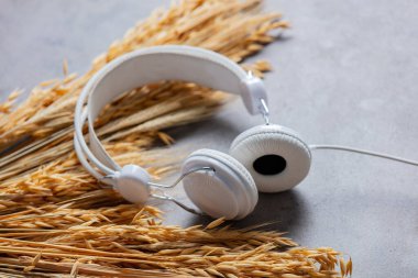 Altın buğday dikenleri ve gri arka planda kulaklıklar