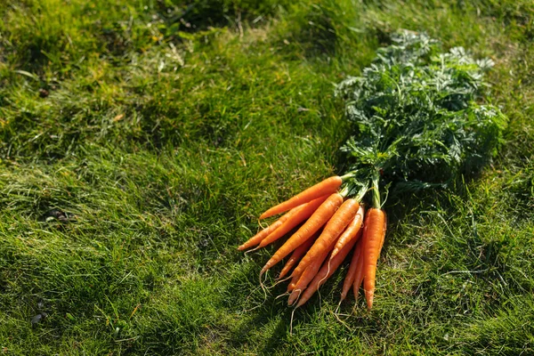 Hermosa Zanahoria Orgánica Sobre Hierba Verde Jardín — Foto de Stock