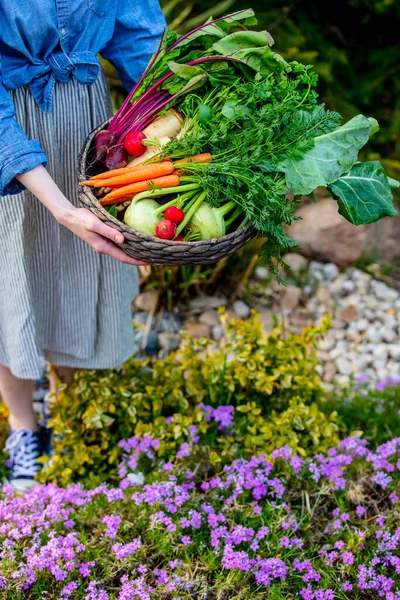 Mulher Segura Uma Cesta Com Legumes Jardim — Fotografia de Stock