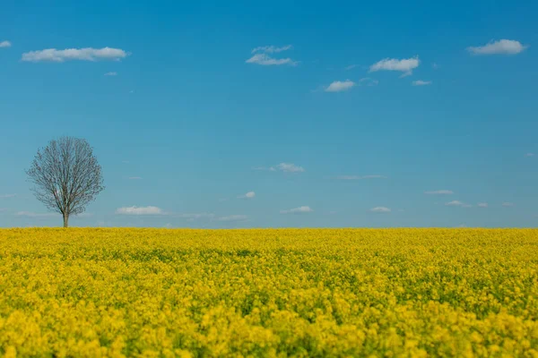 春の時間を背景に菜の花畑と枯木 — ストック写真