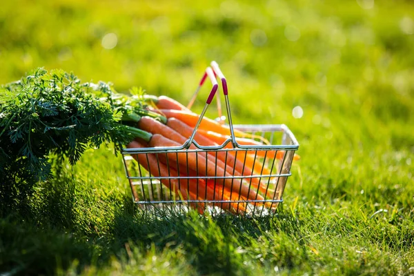 Органічна Морква Кошику Зеленій Траві Саду — стокове фото