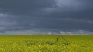 Yağmurlu bir günde kolza çekirdeği tarlası videosu