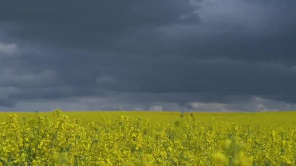 雨の日の菜の花畑のビデオ — ストック動画