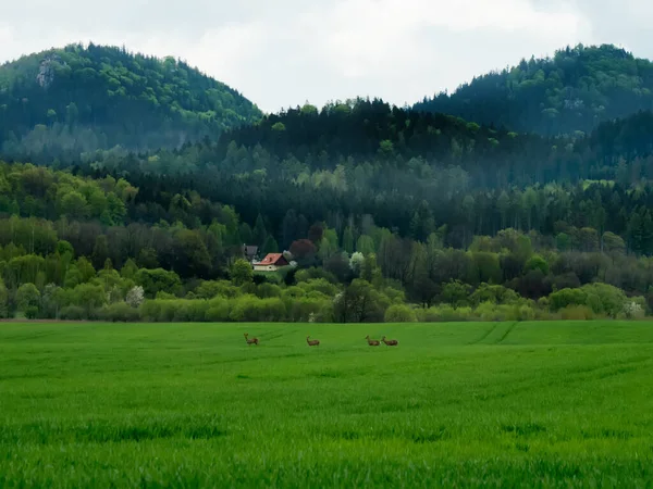 Blick Auf Rehe Waldnähe Gebirge Der Sudeten Polen Frühlingszeit — Stockfoto