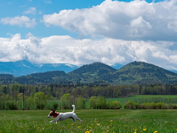 Heureux Jack Russell Terrier Ont Plaisir Dans Les Montagnes Sudetes — Photo