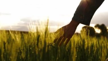 Kadın gün batımında yeşil buğdaya parmaklarıyla dokunuyor.
