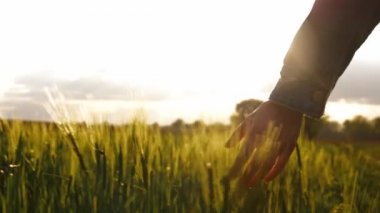Kadın gün batımında yeşil buğdaya parmaklarıyla dokunuyor.