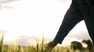 Kadın gün batımında yeşil buğdaya parmaklarıyla dokunuyor.