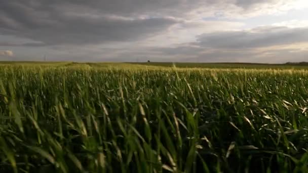 Câmera Percorrer Espiguetas Trigo Hora Pôr Sol — Vídeo de Stock