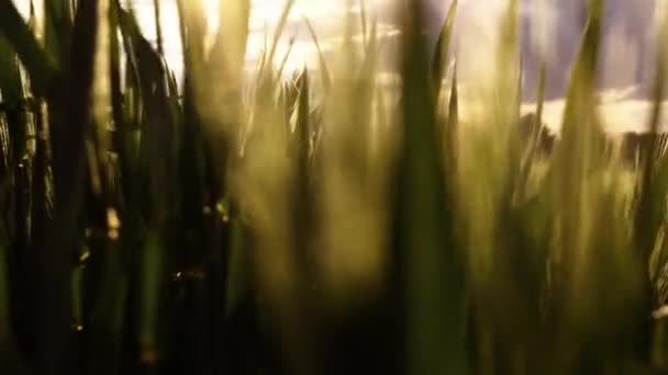 Kamera Waten Bei Sonnenuntergang Durch Weizenstacheln — Stockvideo