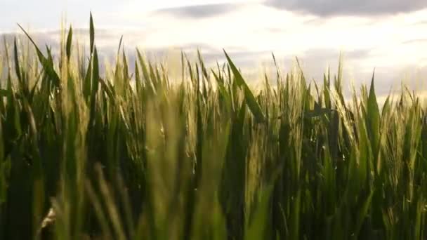 Cámara Vadear Través Espiguillas Trigo Atardecer — Vídeos de Stock