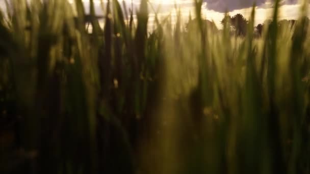 Fotoaparát Brodí Pšeničnými Hroty Při Západu Slunce — Stock video