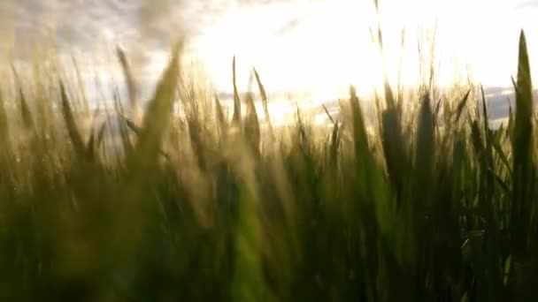 Fotoaparát Brodí Pšeničnými Hroty Při Západu Slunce — Stock video