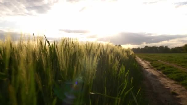 Kameran Vada Genom Vete Spikelets Vid Solnedgången — Stockvideo