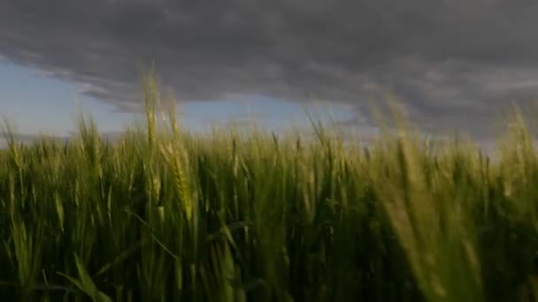 カメラは日没時に小麦の小穂を通して織り込まれ — ストック動画