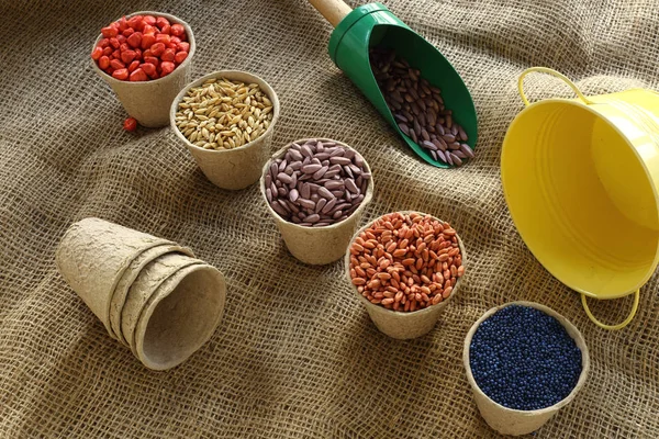 Várias sementes de sementeira — Fotografia de Stock
