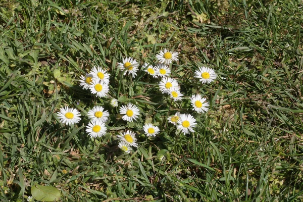 잔디밭에서 자라는 데이지 — 스톡 사진