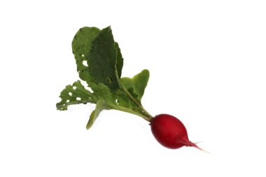 Sebze bahçesinden yeni toplanmış organik turplar..