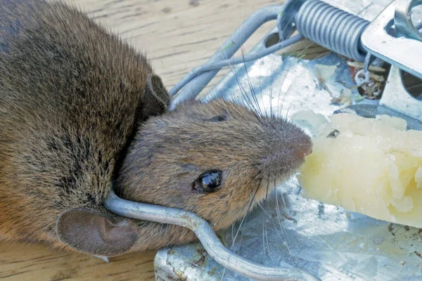 Egy Egeret Megöltek Egy Fém Egércsapdában — Stock Fotó