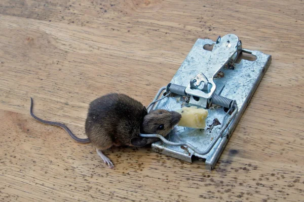 Egy Egeret Megöltek Egy Fém Egércsapdában — Stock Fotó