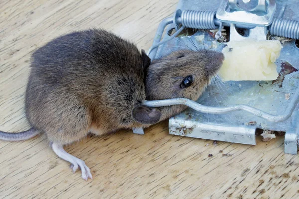 Muis Gedood Een Metalen Muizenval Stockfoto