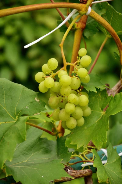 Bor szőlő természet — Stock Fotó