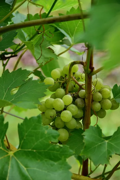 Vino naturaleza de la uva — Foto de Stock