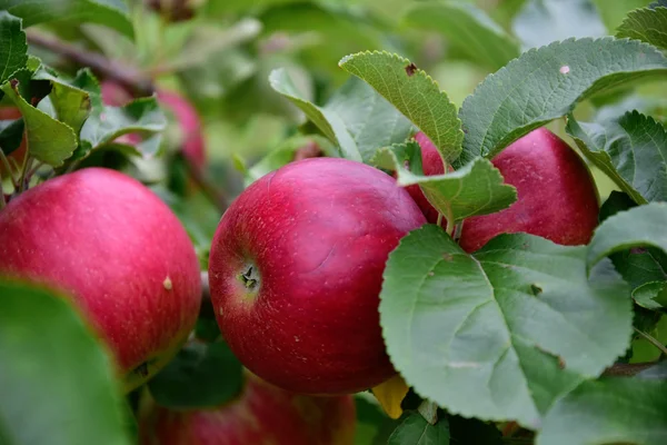 Czerwone jabłko na drzewa w ogrodzie — Zdjęcie stockowe
