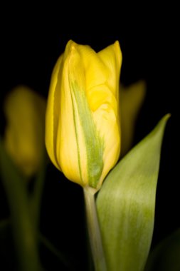 Bahar siyah zemin üzerine Sarı Lale