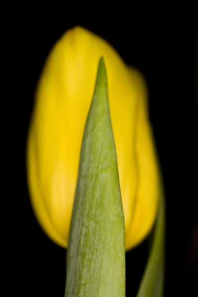 Frühling gelbe Tulpe auf schwarzem Hintergrund — Stockfoto